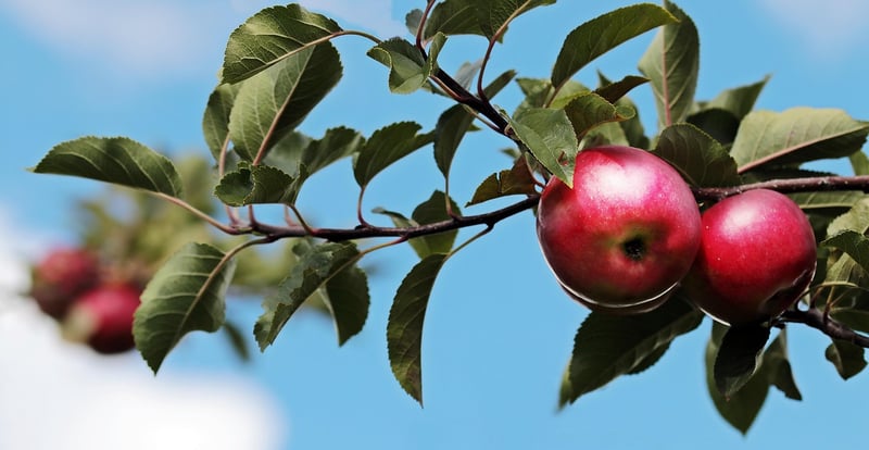 Fresh Apple